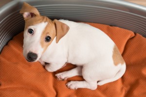 Jack Russell Terrier Lying on Dog Bed