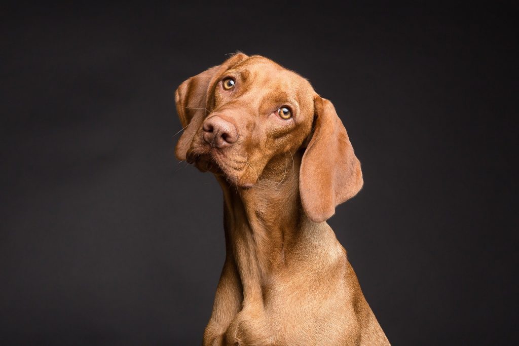 5 razones de porque deberías prevenir la Leishmaniosis canina