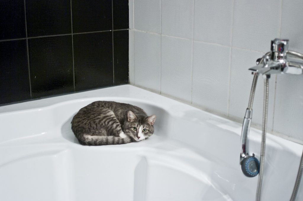 Consejos prácticos para bañar a tu gato