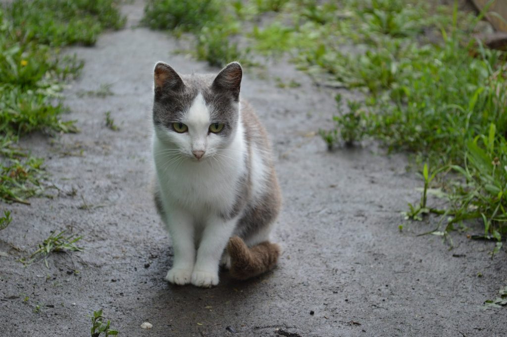 Cómo afectan las lluvias y la humedad a tu gato.