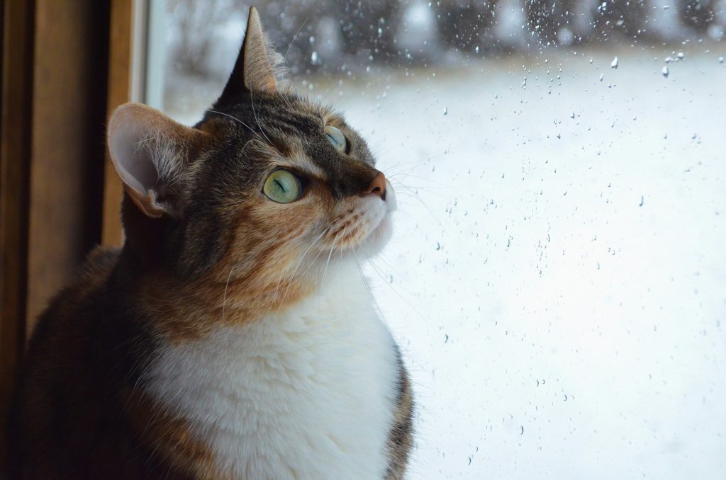 Cómo afectan las lluvias y la humedad a tu gato