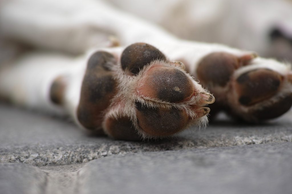 Las almohadillas de los perros: ¿cómo cuidarlas? Heridas patas perros