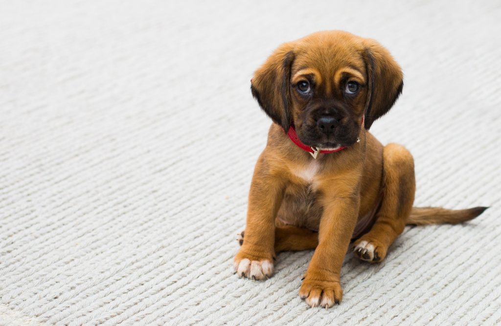 Que es y como evitar la leishmaniosis en perros