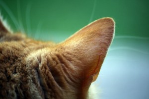 cat_ear