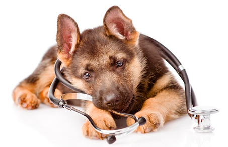falta de ahora en adelante Acechar Medicamentos para perros de calidad con Fauna » Farmavet
