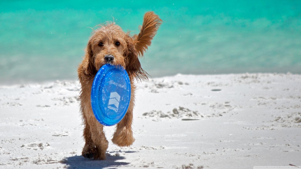 playas-para-perros