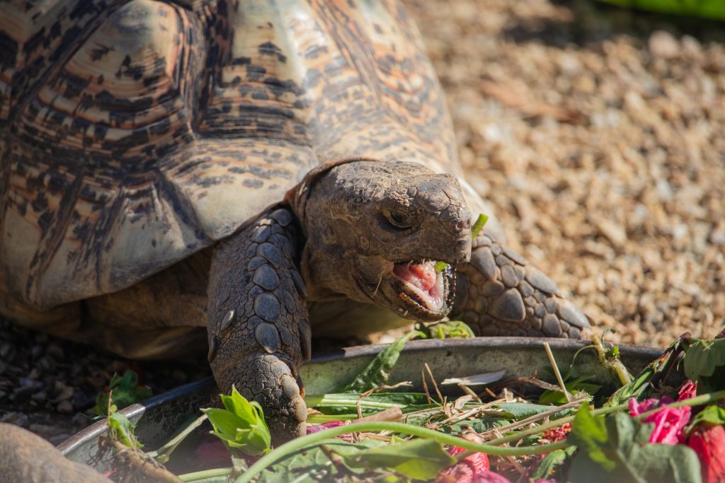 Alimentación de tortugas, cómo alimentar a tu tortuga de tierra, comida para tortugas.